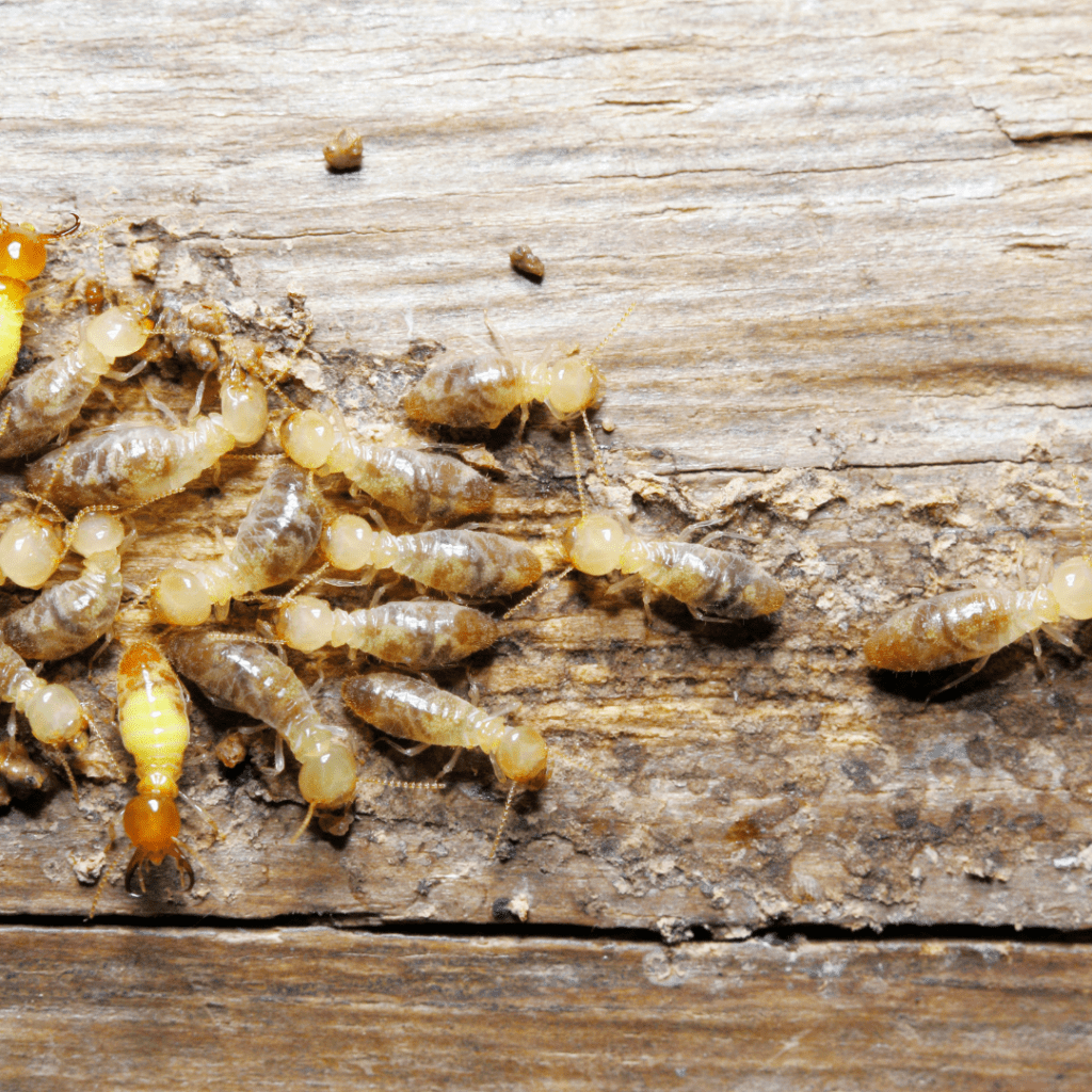 Clarksville Tennessee, Pest Control, Termite, Pest Service 